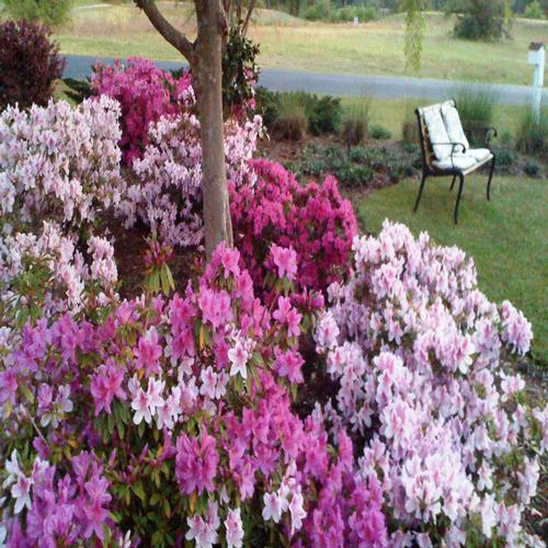 Carolina Creations Landscape Flowers Mix