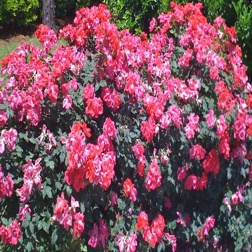 Carolina Creations Landscape Red Flowers